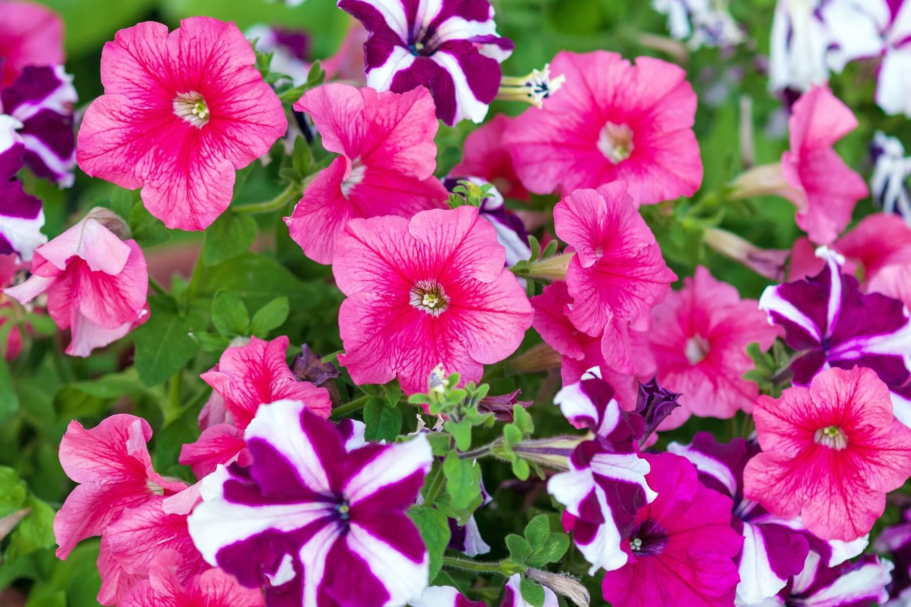 bright pink petunias in flower garden